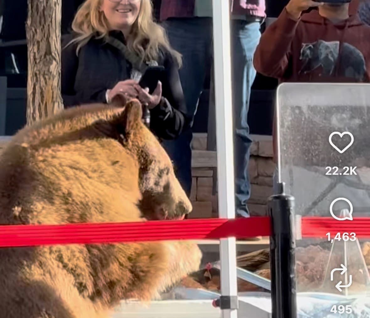 Black bear eats baked goods at Aspen farmers market booth before police haze it away