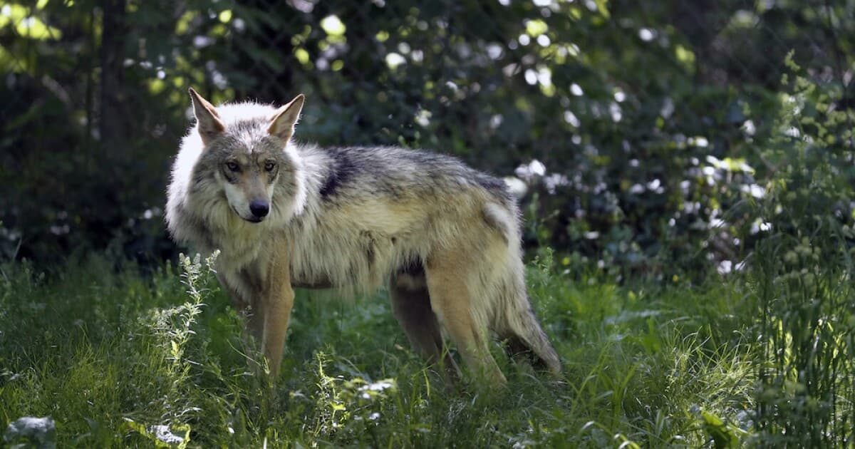Colorado Hunter Fined $139.50 After Mistaking Reintroduced Wolf for a Coyote