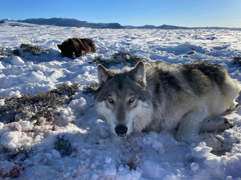Colorado Parks and Wildlife suspends killing of wolves after adult survival rate falls to 61%