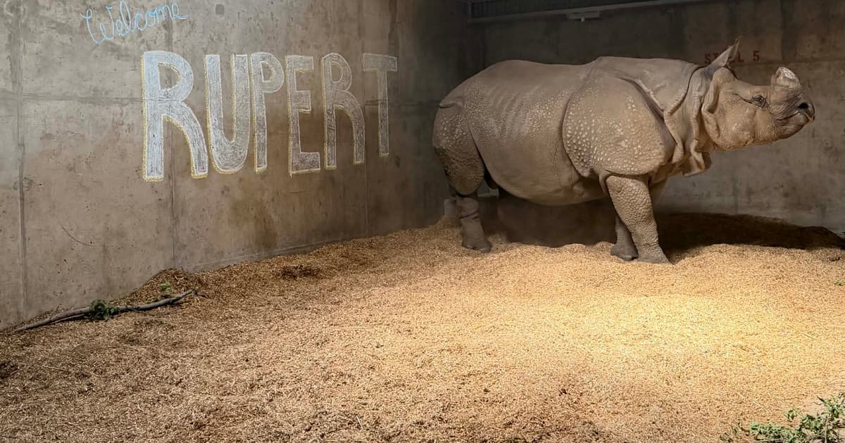 Denver Zoo's one-horned rhino Rupert dies at 12 after gastrointestinal complications